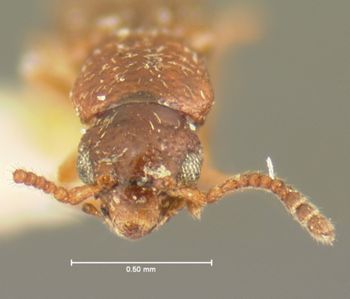 Media type: image; Entomology 6569   Aspect: head dorsal view